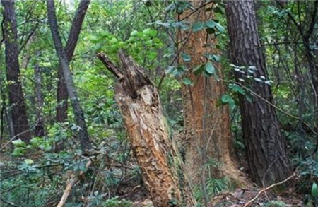 「白雾」湖北离奇事件，磨山景区700棵大树一分钟内全折断，至今难以解释