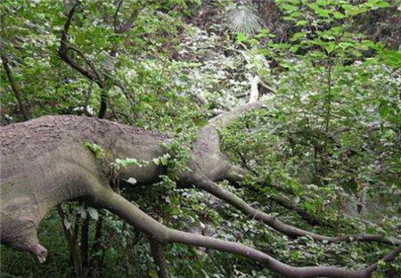 「白雾」湖北离奇事件，磨山景区700棵大树一分钟内全折断，至今难以解释