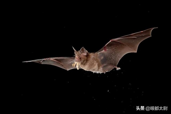 为何蝙蝠携带大量病毒，自己却没事？美军支持的研究有重大发现