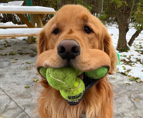 这只狗狗能把6个网球叼在嘴里，打破了保持5年的纪录