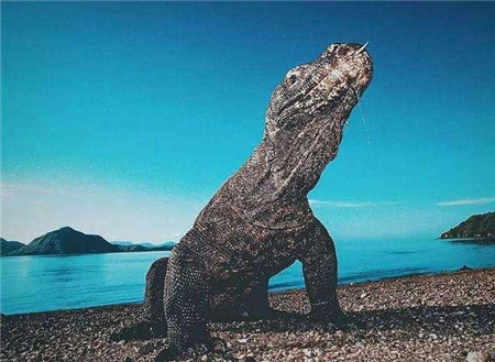 印尼荒岛上传说中有种“怪”龙，不仅能够生吞野物，还能口中吐火(3)