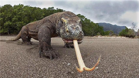 印尼荒岛上传说中有种“怪”龙，不仅能够生吞野物，还能口中吐火(5)