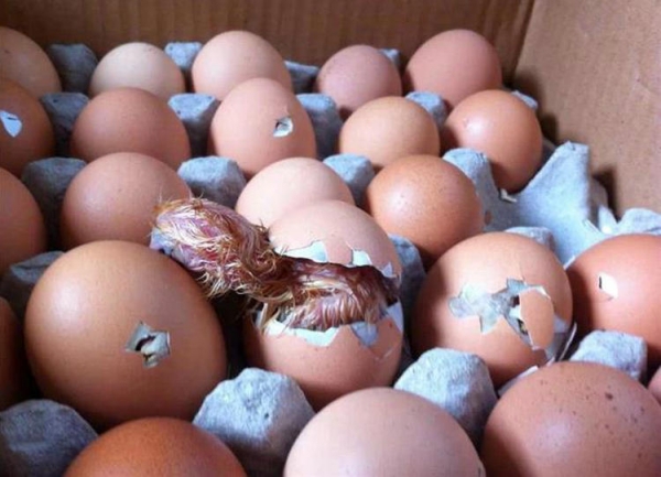世界上是先有鸡，还是先有蛋？科学家们终于给出了答案