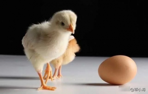 千年难题是先有鸡还是先有蛋呢？6亿年前的化石给出了答案