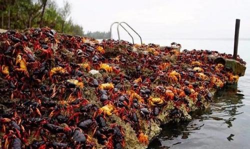 这里百万螃蟹泛滥，但这次中国吃货恐怕不敢轻易出手