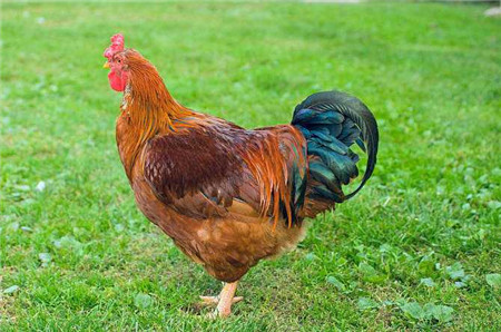为什么公鸡每天能准时打鸣, 难道它会算时间? 科学家透露其中缘由