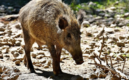 印度海德拉巴4岁男童遭野猪袭击 被当场掠食后吞下肚