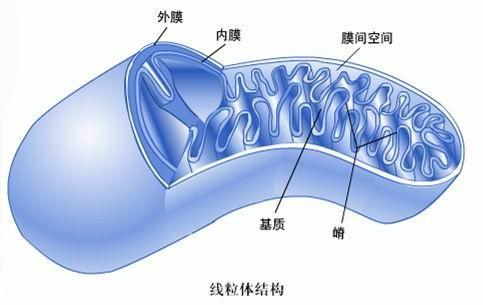 万年前■你的身体里流着谁的血？元谋人、北京人，还是蓝田人？