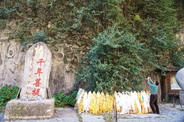 [菩提树]云南一棵3000年的菩提树长出一只佛手 成为祈福圣地