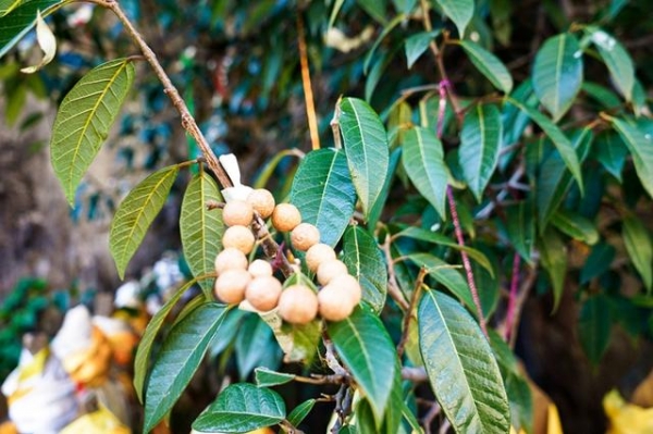 [菩提树]云南一棵3000年的菩提树长出一只佛手 成为祈福圣地