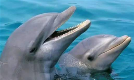 海豚为何对女性那么感兴趣？尤其是孕妇，原因曝光后让人大开眼界(4)