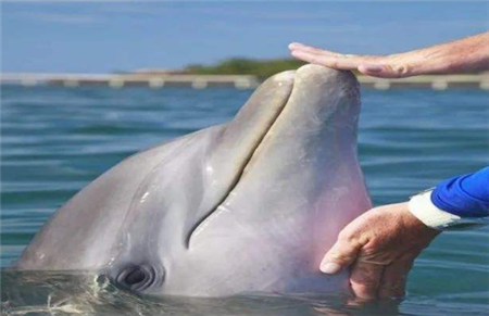 海豚为何对女性那么感兴趣？尤其是孕妇，原因曝光后让人大开眼界(4)