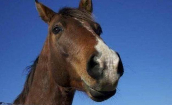 一项有趣的研究显示，马的面部与人类竟有许多相似之处！(3)
