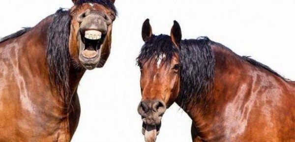 一项有趣的研究显示，马的面部与人类竟有许多相似之处！