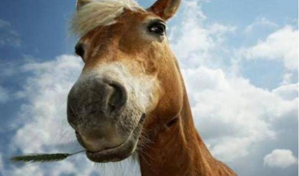 一项有趣的研究显示，马的面部与人类竟有许多相似之处！(2)