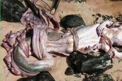 世界上真有美人鱼吗？科学家发现了尸体，死时已100岁