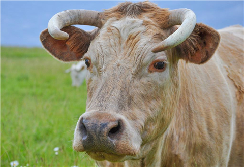 牛被宰时为何会流眼泪？听了专家的分析，网友直呼：不敢再吃牛肉了