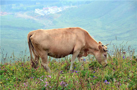 牛被宰时为何会流眼泪？听了专家的分析，网友直呼：不敢再吃牛肉了(4)