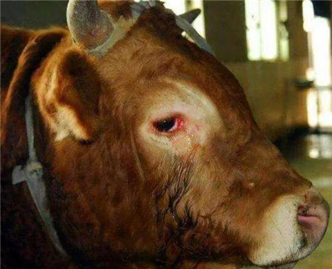 牛被宰时为何会流眼泪？听了专家的分析，网友直呼：不敢再吃牛肉了(4)