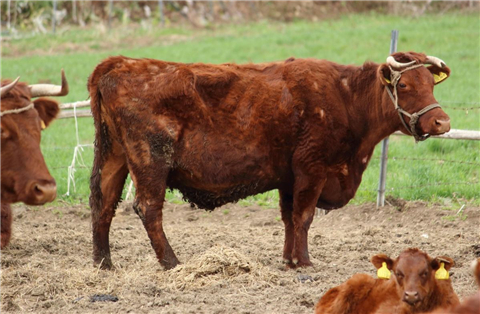 牛被宰时为何会流眼泪？听了专家的分析，网友直呼：不敢再吃牛肉了(3)