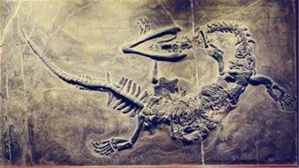 中国出土的两条“龙”，一条被日本博物馆收藏，另一条已2亿多年