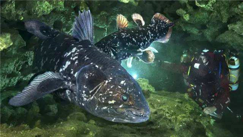 这种鱼类被认定千万年前消失，却在海上被打捞，又“复活”了？
