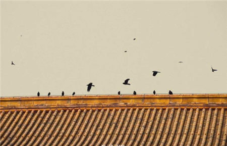 故宫晚上住满了黑乌鸦！为啥北京乌鸦最多的地方在这里？原因细思极恐(5)