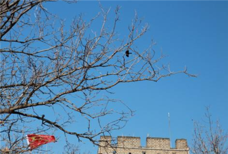 故宫晚上住满了黑乌鸦！为啥北京乌鸦最多的地方在这里？原因细思极恐(5)