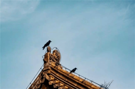 故宫晚上住满了黑乌鸦！为啥北京乌鸦最多的地方在这里？原因细思极恐(2)