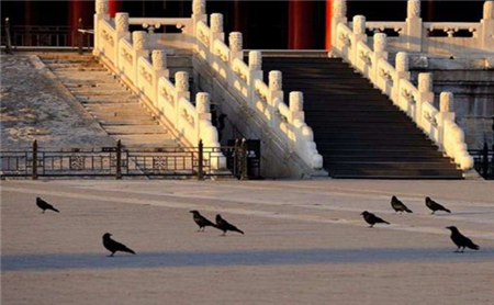 故宫晚上住满了黑乌鸦！为啥北京乌鸦最多的地方在这里？原因细思极恐(4)