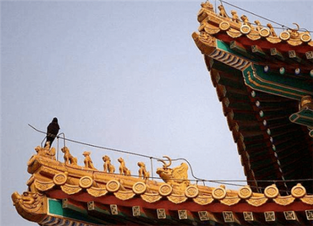 故宫晚上住满了黑乌鸦！为啥北京乌鸦最多的地方在这里？原因细思极恐