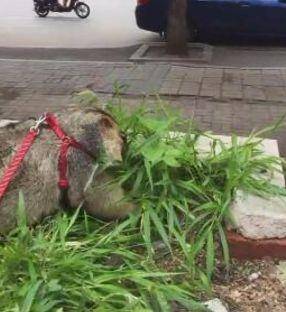 老鼠|男孩饲养一只宠物鼠，二十年后长得像只狗，足足五十斤！