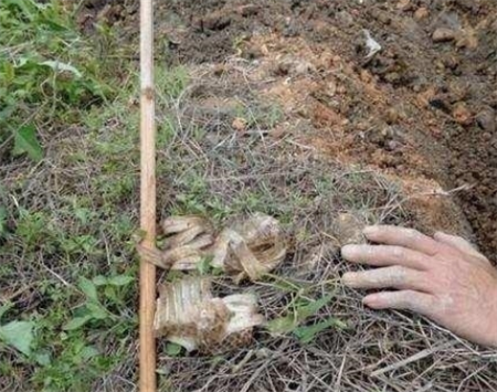 男子|男子清理地下管道，挖开后发现不对劲，用棍子挑开后浑身冒冷汗