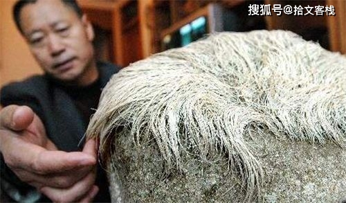 |男子1.8万买块奇石，6个月后长出白发，专家鉴定后：它是活的