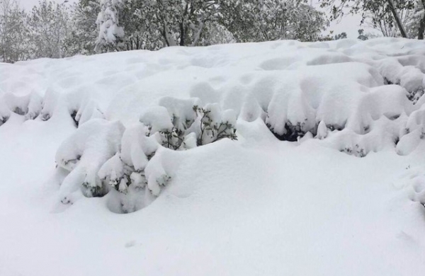 地球|夏季突降大雪！2020年进入小冰河时期？地球极端气候或成常态