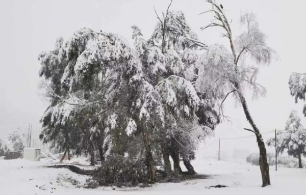 地球|夏季突降大雪！2020年进入小冰河时期？地球极端气候或成常态