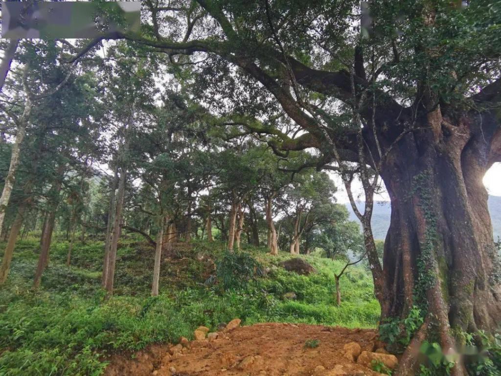 大喜|福建“泸沽湖”，国庆要办“村宴”，想参加吗？美食美景全都有