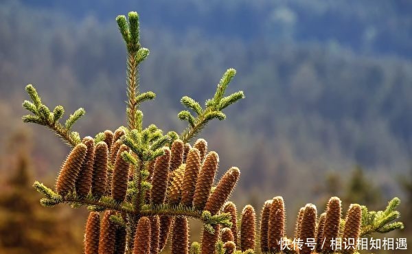 苏武|苏武在北海放了19年羊，匈奴人不给吃不给喝，他怎么活下来的？