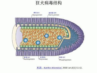 「病毒」人类历史上最骇人的十大病毒