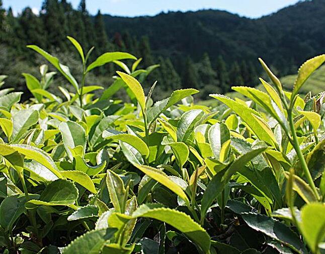 野生动物：野猪拱了春茶保险来赔 衢州开化为野生动物伤人伤财买千万保险