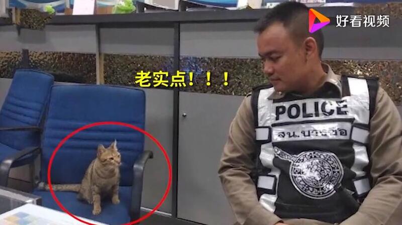 猫咪■猫咪因违反外出禁令被逮捕 疑似惯犯举牌拍“罪犯照”