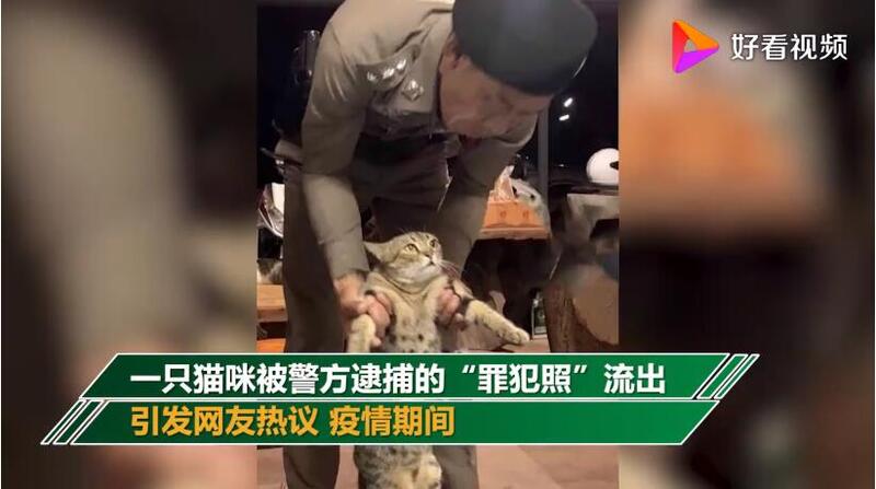 猫咪■猫咪因违反外出禁令被逮捕 疑似惯犯举牌拍“罪犯照”