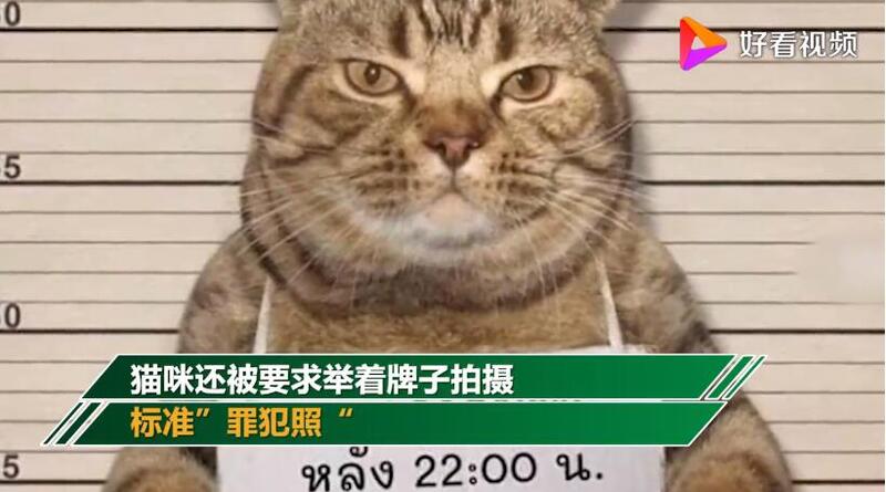 猫咪■猫咪因违反外出禁令被逮捕 疑似惯犯举牌拍“罪犯照”