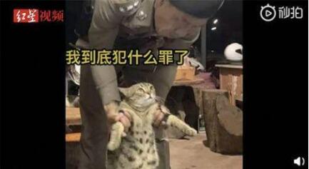 猫咪■猫咪因违反外出禁令被逮捕 疑似惯犯举牌拍“罪犯照”