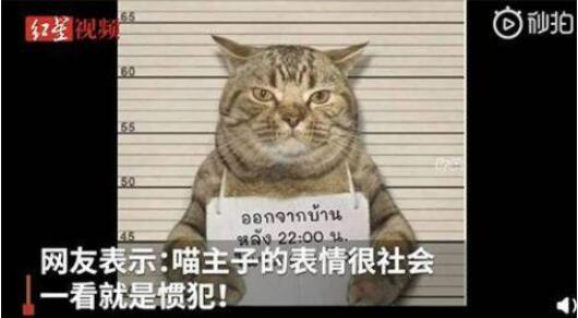 猫咪■猫咪因违反外出禁令被逮捕 疑似惯犯举牌拍“罪犯照”