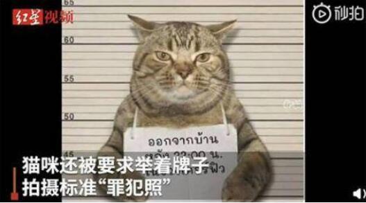 猫咪■猫咪因违反外出禁令被逮捕 疑似惯犯举牌拍“罪犯照”