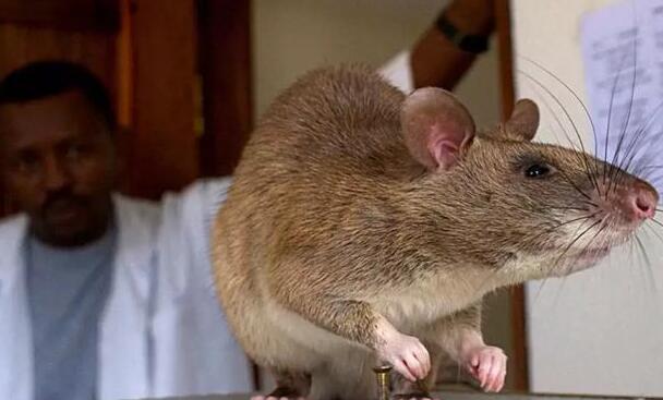 切尔诺贝利不止孕育了“变异巨鼠”，也终成野生动物世外桃源