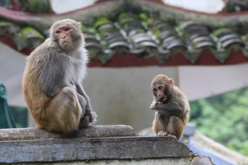 十几只猴子同时死亡 专家称或被老虎吼声吓死(2)