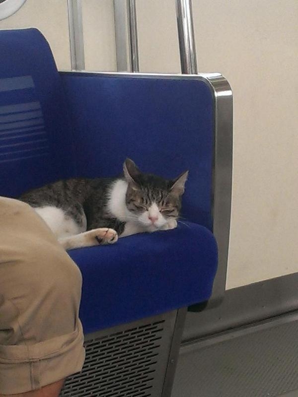 连续3年自己搭地铁回家的猫咪，看到它不小心睡着的模样好萌呀(3)