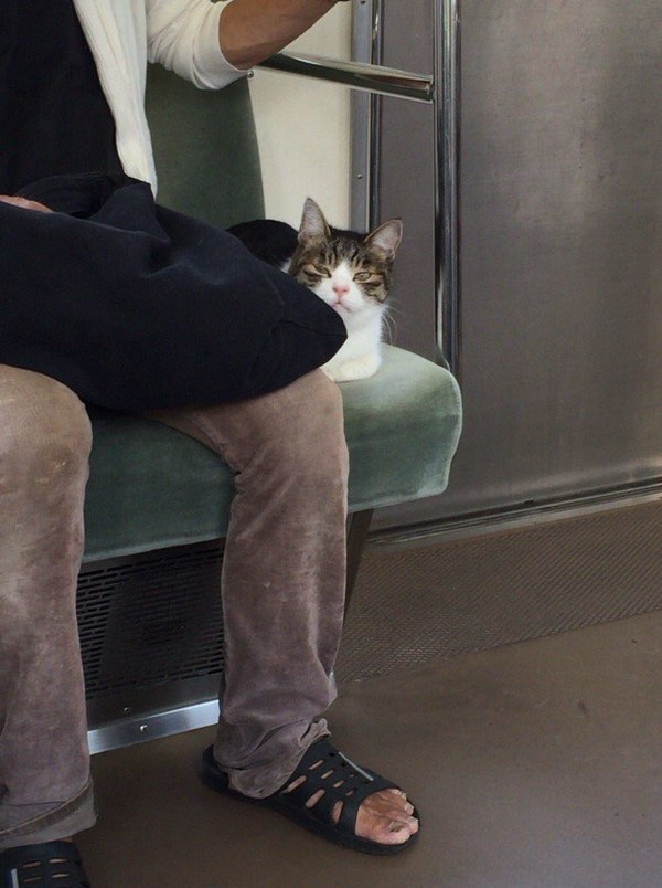连续3年自己搭地铁回家的猫咪，看到它不小心睡着的模样好萌呀(3)